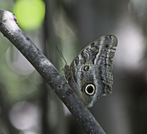 Butterfly, Nariva Swamp, Trinidad